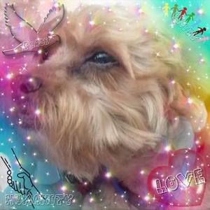 Meet your Posher, Jeanie